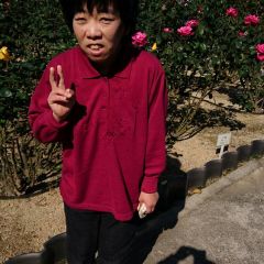 薔薇の花がきれいに咲いていました。