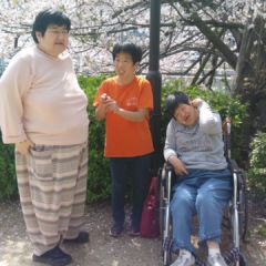 お花見、桜が満開でとてもきれいでした。