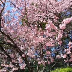 桜が満開でとてもきれいでした。